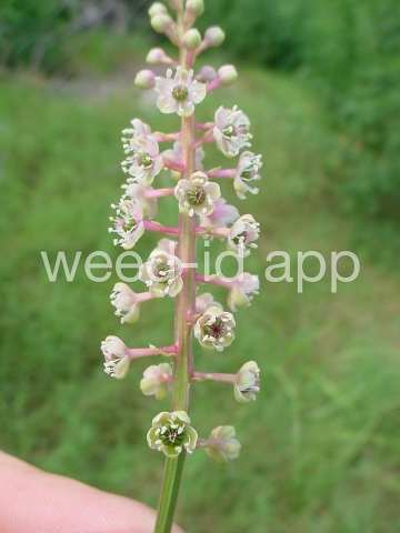 pokeweed, common